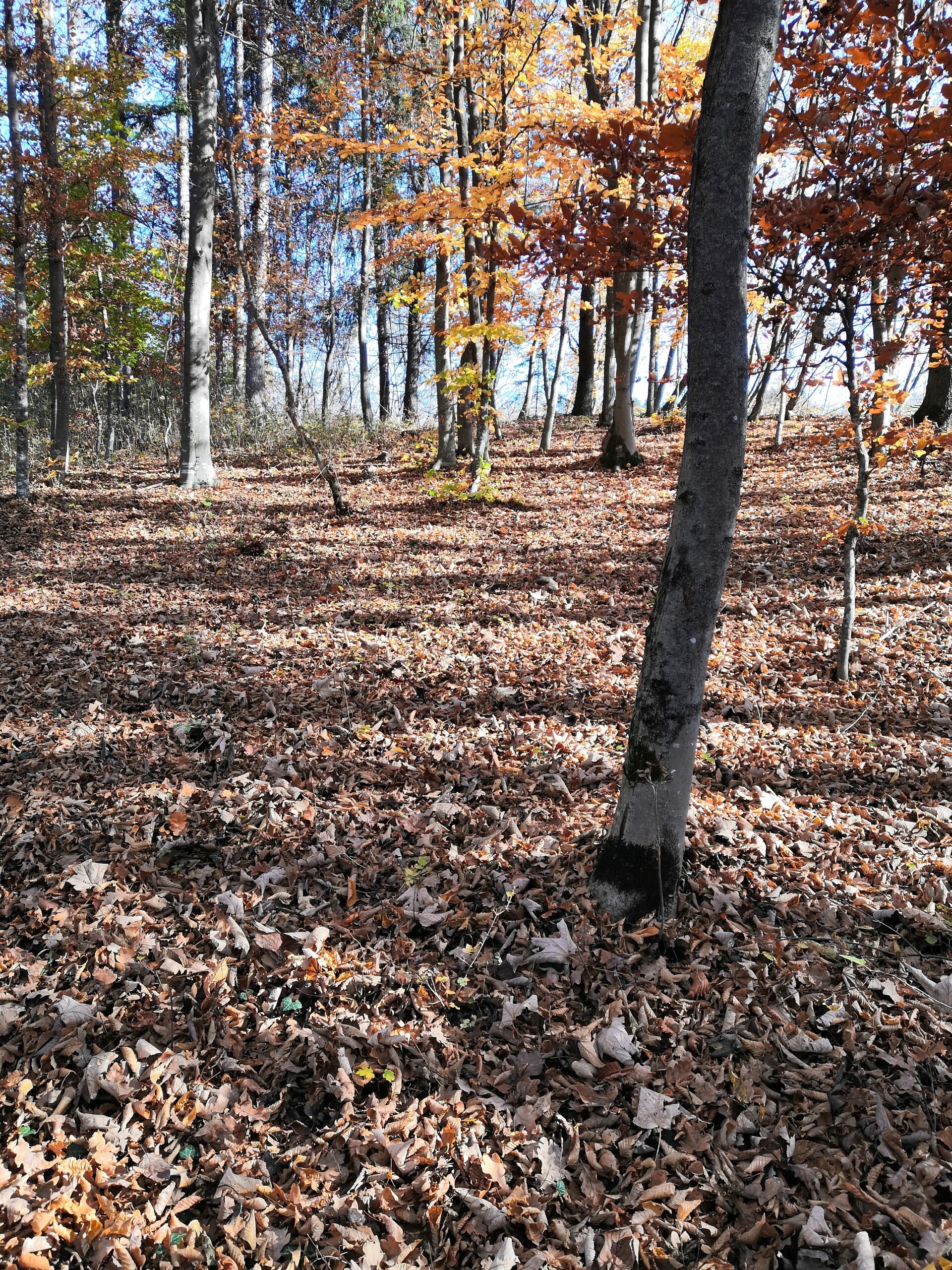 Il bosco dell’autoefficacia.
